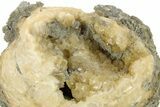 Fossil Clam (Mercenaria) With Fluorescent Calcite - Rucks Pit, FL #264736-2